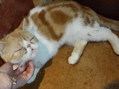 -李小姐の猫咖啡馆(五角场店)