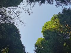 -武陵山森林公园