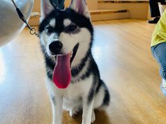 -Husky Go! 哈士奇体验馆·宠物咖啡厅狗咖