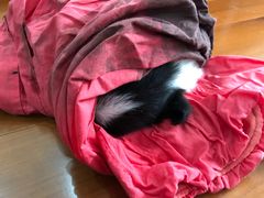 -翊宠yipet猫狗购宠庄园犬舍•猫舍