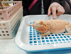 -Moni星球萌宠·小马宝莉·灵蛇·高端高阶全萌宠互动体验俱乐部(红豆国际广场店)