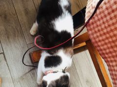 -海边的猫和咖啡馆