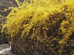 -黄花溪