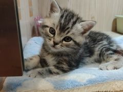 -屋虎猫馆(宝安大仟里店)