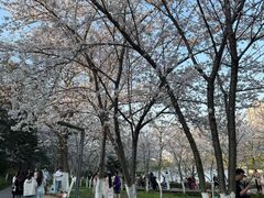 -沙市市中山公园
