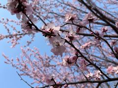 -桃花堤公园