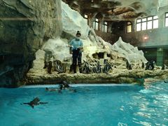 -帝企鹅自助餐厅•儿童岛•真企鹅(长隆企鹅酒店)