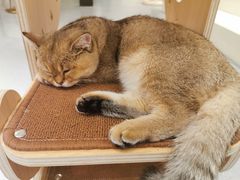 -飞行喵MR PILOT|猫舍·猫咖(静安大融城店)