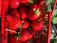 -甜心庄园·甜心草莓采摘园(西青中北店)