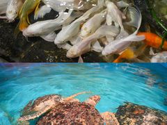 -正佳雨林生态植物园