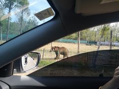 -秦皇岛野生动物园