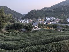 -阿巧茶庄