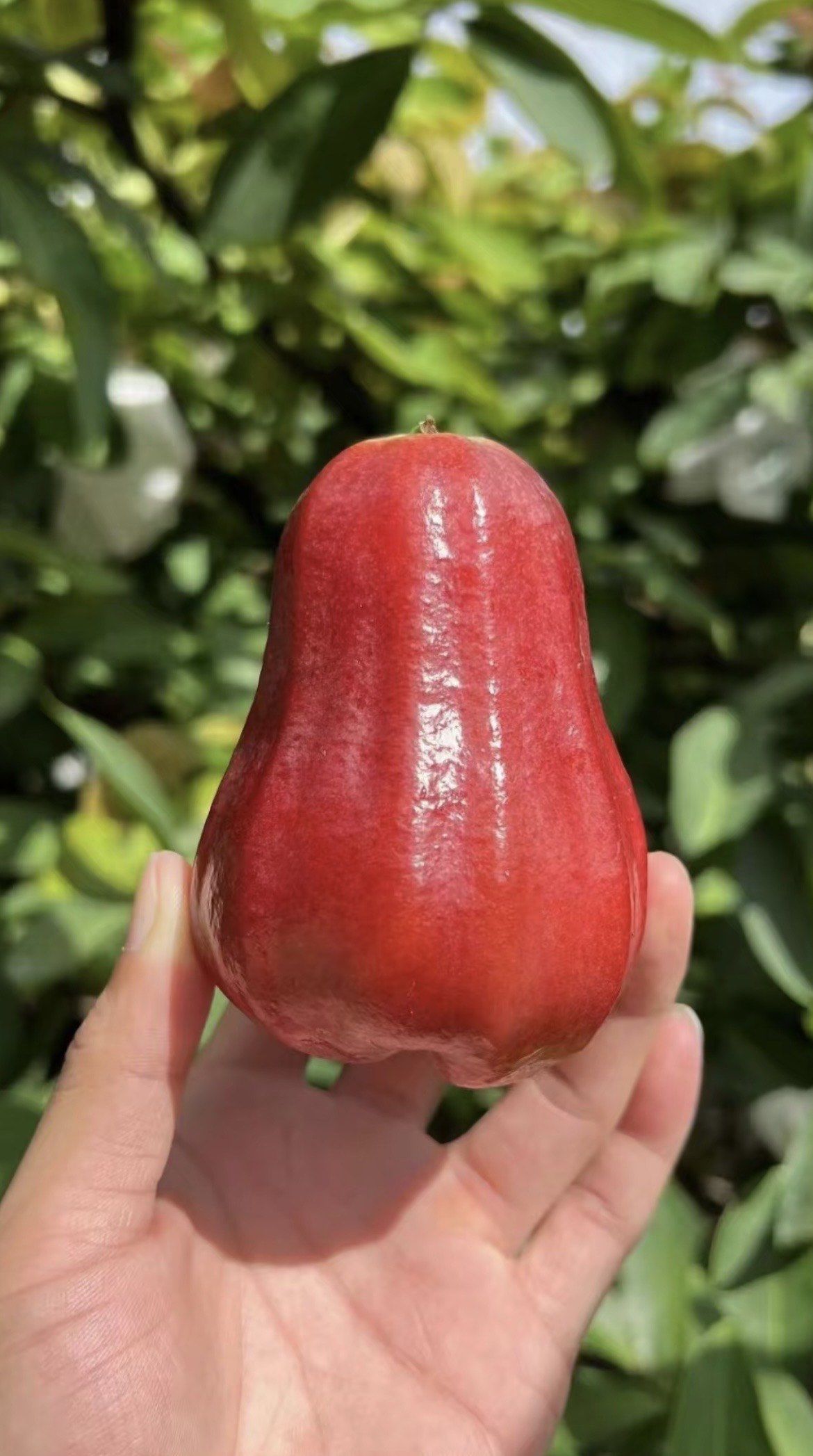 莲雾你别说你不爱吃.夏天水果的小皇帝