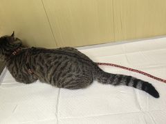 -申普宠物医院(总院)