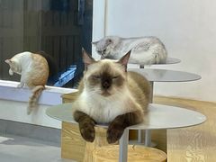 -Heymao猫咖.咖啡厅(东门店)