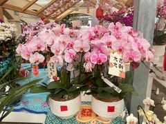-荷兰花海