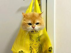 -Bastet sally猫舍购宠(静安店)
