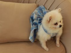 -怪兽屋·羊驼·猫咖·狗咖(俊华广场店)