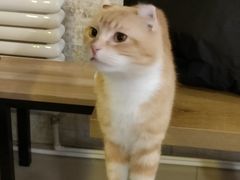 -平行世界·猫咖(首经贸店)