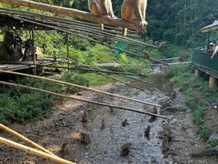 -西双版纳原始森林公园