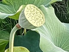 -梅州天地人花园酒店(梅县人民广场店)