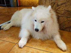 -more than meow吴止猫主题餐厅(承德 中船汇店)