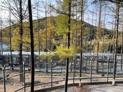 -横道河子东北虎林园