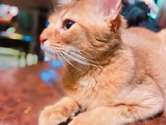 -猫小院猫主题餐厅(三里屯店)