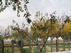 -前小桔亲子创意农场·草莓采摘·露营烧烤