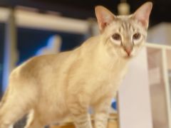 -Cappucimeow猫咪咖啡馆(韦伯时代店)