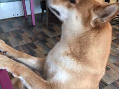 -柴源莊·柴小宠柴犬咖啡
