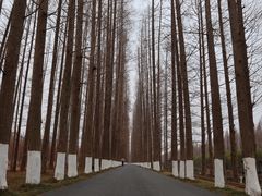 -黄海国家森林公园