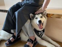 -Husky Go! 哈士奇体验馆·宠物咖啡厅狗咖