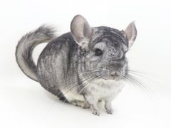 -龙猫仔乐园(惠福东路店)