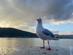 -海埂大坝