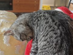 -宠爱国际动物医院·消化内科·心肾内科·ISFM猫友好(望京店)