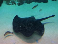 -芜湖新华联大白鲸海洋公园