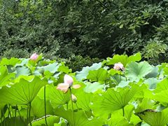 -成都杜甫草堂博物馆