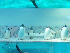 -正佳极地海洋世界