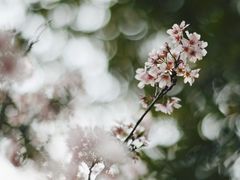 -王借岗森林公园