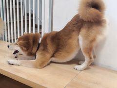 -是阿柴呀！柴犬咖啡·爱喵喵猫咖