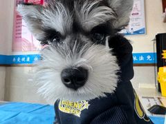 -艾贝尔宠物医院·24H转诊中心·肿瘤猫专科(江宁双龙店)