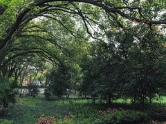 -上海佘山国家森林公园天马山园