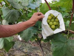 -马陆小张葡萄园农家乐