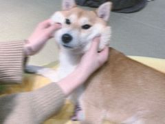 -逗柴咖啡屋·狗咖猫咖宠物桌游