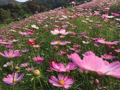 -清溪大王山森林公园