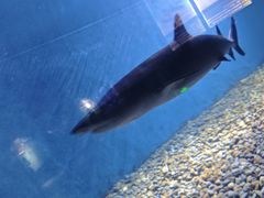 -海合安武汉极地海洋公园