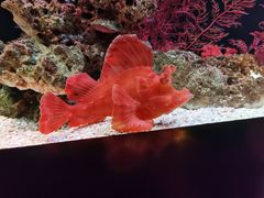 -暹罗海洋世界