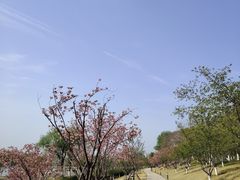 -羊山湖公园