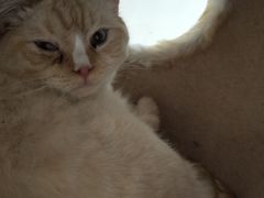 -藏猫猫咖啡主题馆(中央大道店)